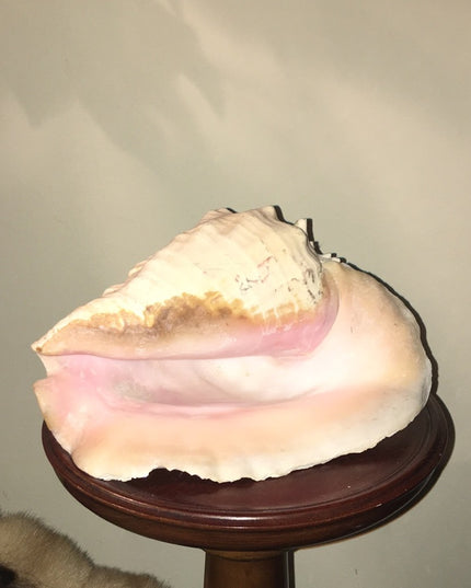 Vintage Conch shell 10”x10” Beautiful Sea find!