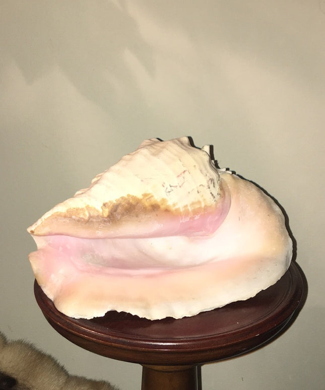 Vintage Conch shell 10”x10” Beautiful Sea find!