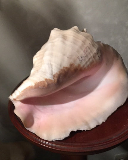 Vintage Conch shell 10”x10” Beautiful Sea find!