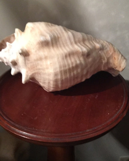 Vintage Conch shell 10”x10” Beautiful Sea find!