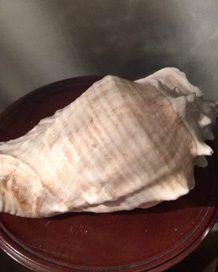 Vintage Conch shell 10”x10” Beautiful Sea find!