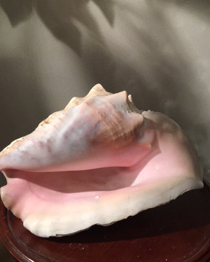 Vintage Conch shell Amazing sea find! 💗