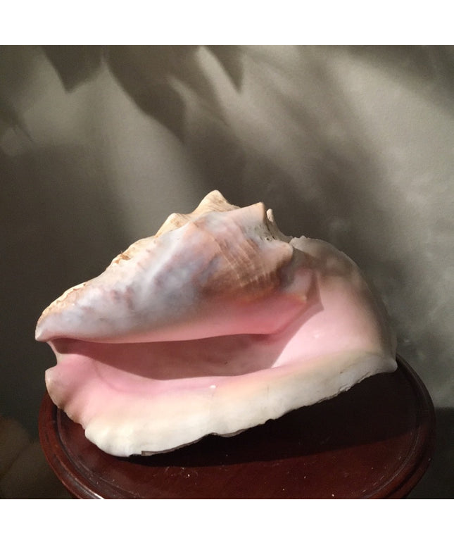 Vintage Conch shell Amazing sea find! 💗