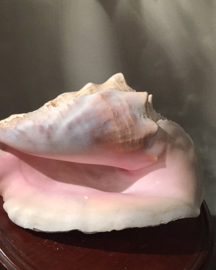 Vintage Conch shell Amazing sea find! 💗