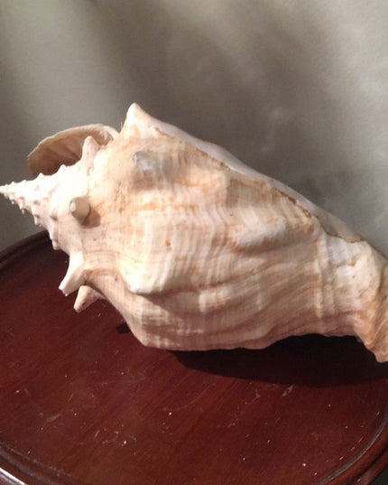 Vintage Conch shell Amazing sea find! 💗