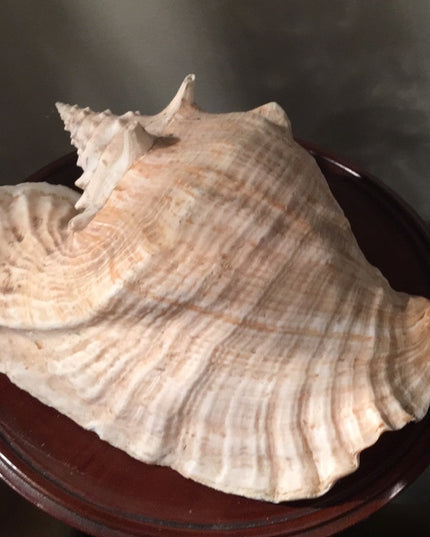 Vintage Conch shell Amazing sea find! 💗