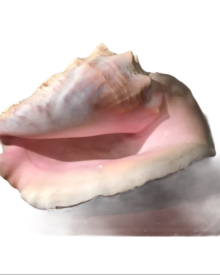 Vintage Conch shell Amazing sea find! 💗