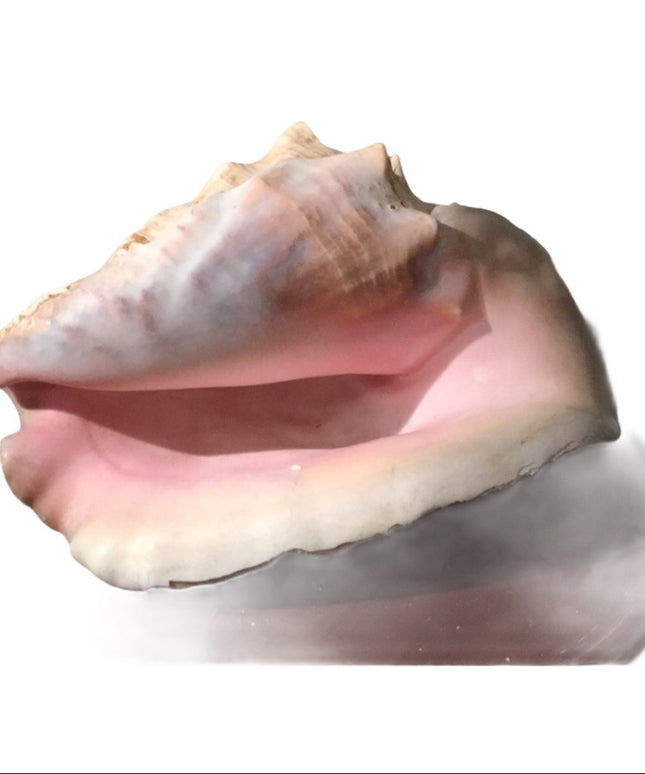 Vintage Conch shell Amazing sea find! 💗