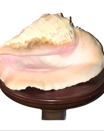 Vintage Conch shell 10”x10” Beautiful Sea find!