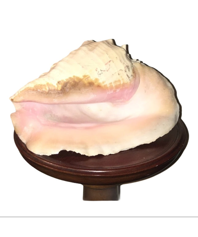 Vintage Conch shell 10”x10” Beautiful Sea find!