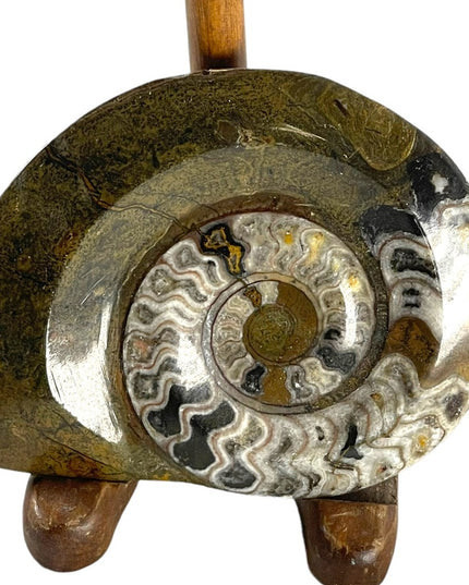 Large Ammonite Fossil with stand Lovely specimin