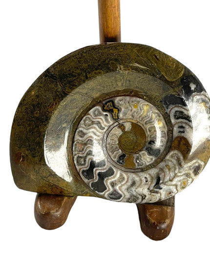 Large Ammonite Fossil with stand Lovely specimin