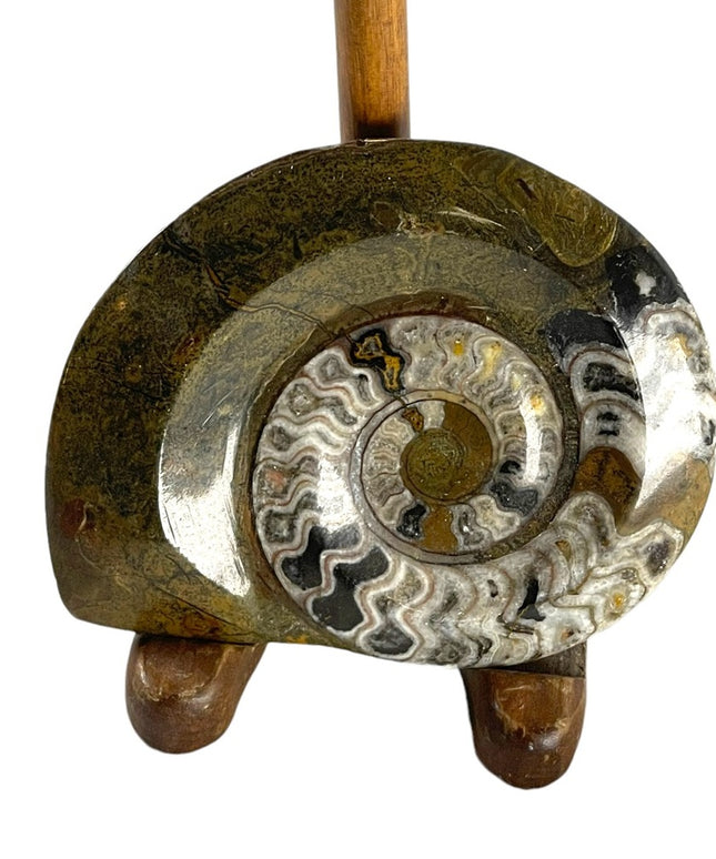 Large Ammonite Fossil with stand Lovely specimin