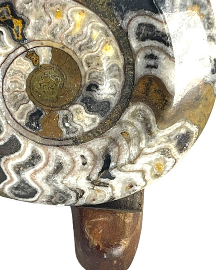 Large Ammonite Fossil with stand Lovely specimin