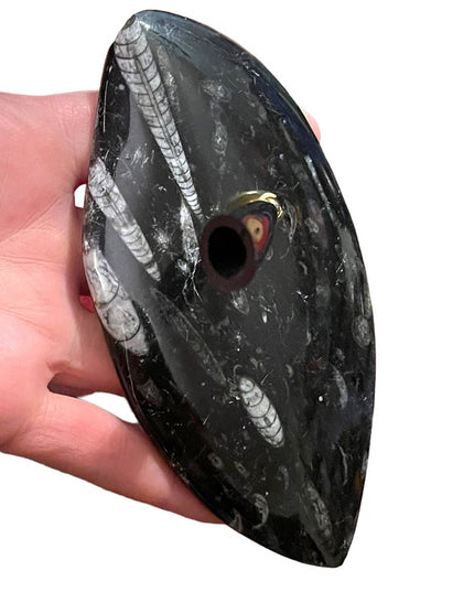 Natural Orthoceras Fossil - Extinct Cephalopod Shell from Morocco Pen Holder