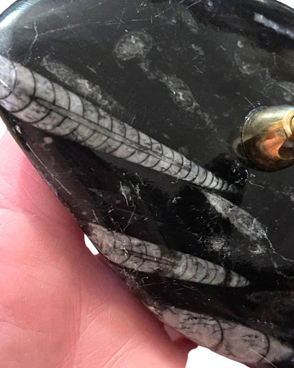 Natural Orthoceras Fossil - Extinct Cephalopod Shell from Morocco Pen Holder