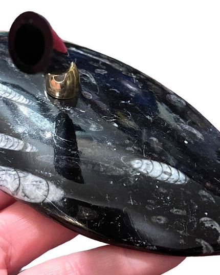 Natural Orthoceras Fossil - Extinct Cephalopod Shell from Morocco Pen Holder