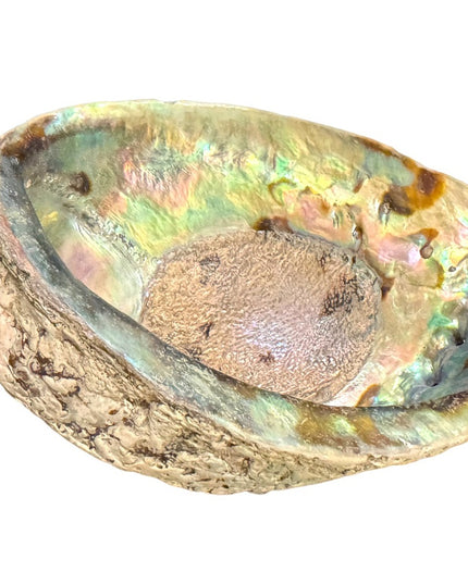 Lovely vintage abalone Shell collectible new age smudging