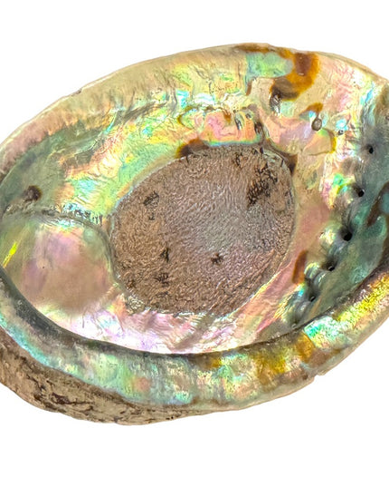 Lovely vintage abalone Shell collectible new age smudging