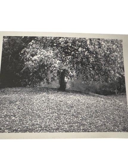 Black and White Tree Art Photography  Print Signed BJF 04