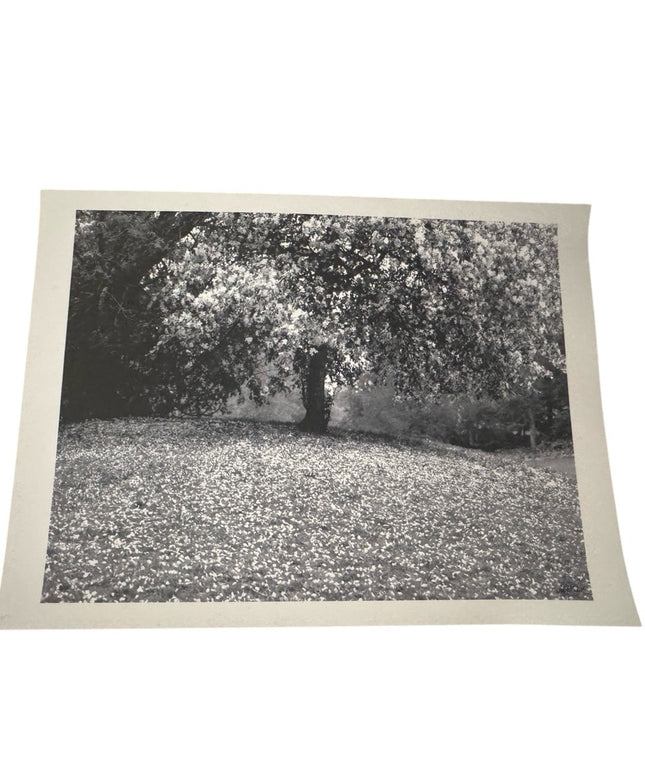 Black and White Tree Art Photography  Print Signed BJF 04