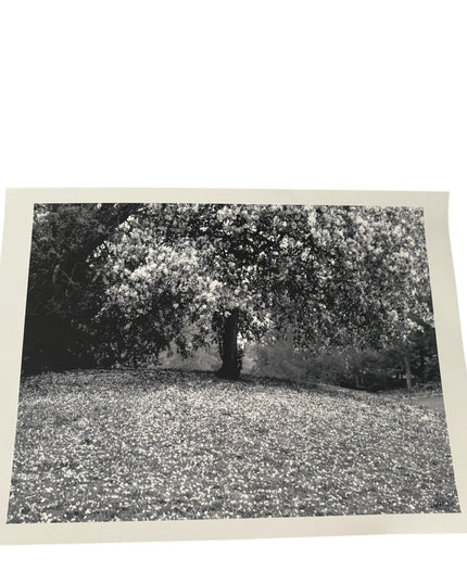 Black and White Tree Art Photography  Print Signed BJF 04