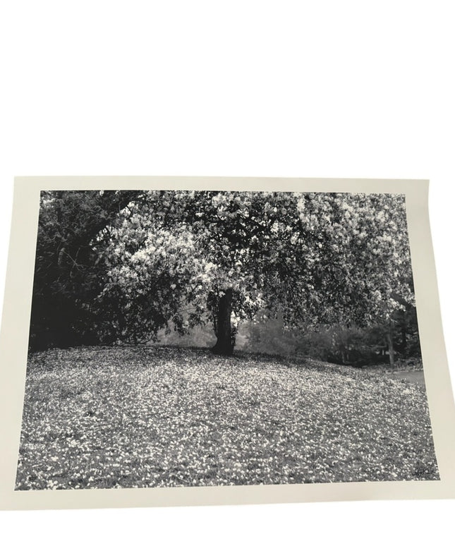 Black and White Tree Art Photography  Print Signed BJF 04